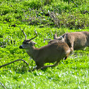 Mule Deer