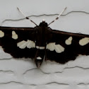 Grape Leaf-folder or Grape Leafroller