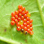 Jewel Bug eggs