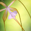 Orchid