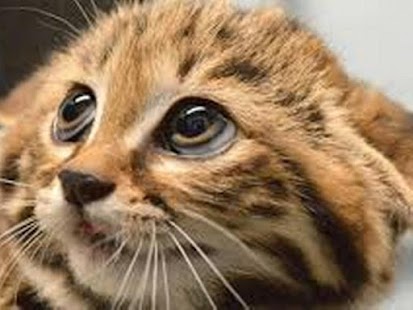 How to download Kitties 1.0.1 apk for bluestacks