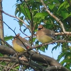 Spotting Image 1