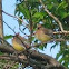 Cedar Waxwing
