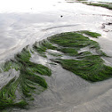 Surf Grass