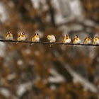 European Goldfinch