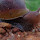 Giant African Snail Hunt - Kerala, Tamil Nadu & Sri Lanka