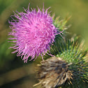 thistle