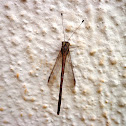 Owlfly