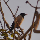 Rosy Starling