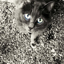 Cat (Russian Blue)