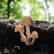 Mushrooms
