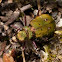 Cicindela campestris