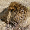 Lion (Serengeti)