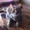 American Short-hair cat