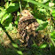 Northern Bobwhite Quail