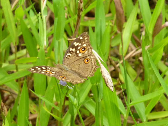 Spotting Image 1