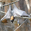 Large flying fox