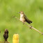 Ruby-throated Hummingbird sitting on a Yucca