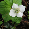 Bunchberry