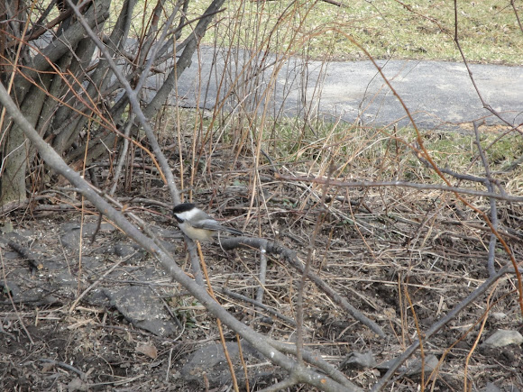 Spotting Image 1