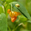 Jewel Weed