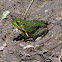 Green Frog