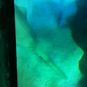 Sawfish