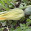 Wild squash