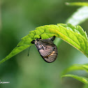 Actinote butterfly laying eggs