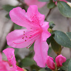 Azalea