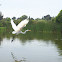 White heron