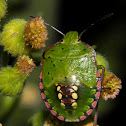 Green Shield Bug
