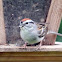 Chipping Sparrow