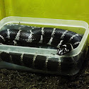 california king snake