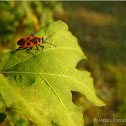 Firebug