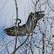Great blue heron (heronry)