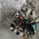 Phidippus adumbratus