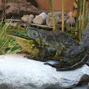 American Bullfrog