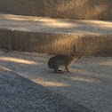 Eastern Cottontail