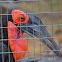 Ground hornbill