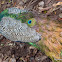 Indian peafowl or Blue peafowl