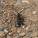 Longhorn Beetle