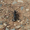 Longhorn Beetle