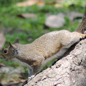 Eastern Gray Squirrel