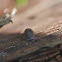 pill bug, Kellerassel
