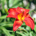 Daylily 'Prime Minister'