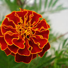 French marigold