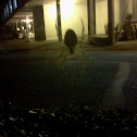 Unknown spotting