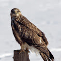 Rough-legged hawk