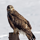 Rough-legged hawk